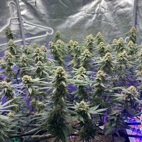 Fruity Pebbles 2.0 growlog timeline photo