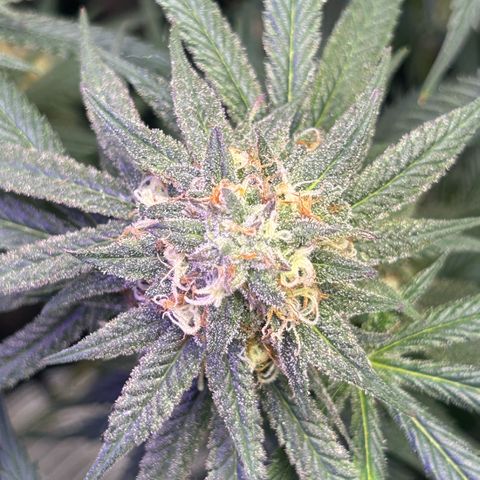 Fruity Pebbles 2.0 growlog timeline photo