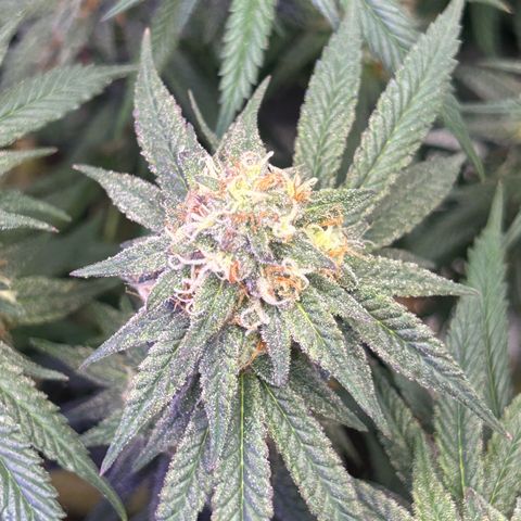 Fruity Pebbles 2.0 growlog timeline photo