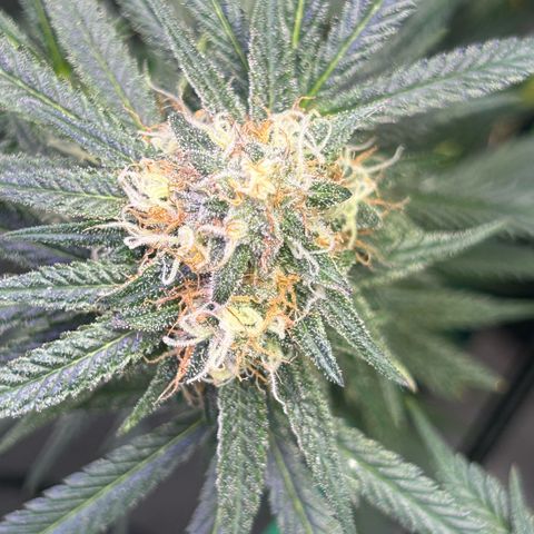 Fruity Pebbles 2.0 growlog timeline photo