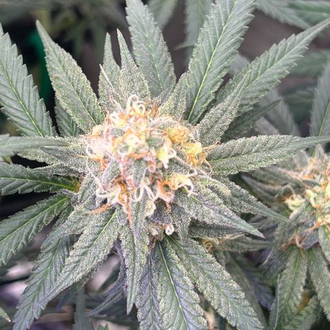 Fruity Pebbles 2.0 growlog timeline photo
