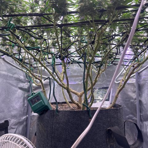 Fruity Pebbles 2.0 growlog timeline photo