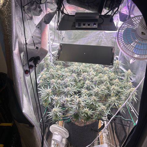 Fruity Pebbles 2.0 growlog timeline photo
