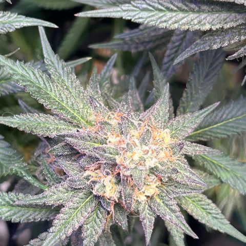 Fruity Pebbles 2.0 growlog timeline photo