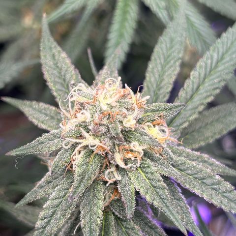 Fruity Pebbles 2.0 growlog timeline photo