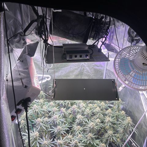 Fruity Pebbles 2.0 growlog timeline photo