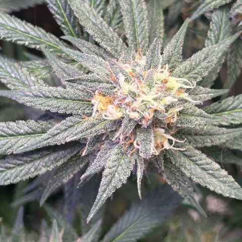 Fruity Pebbles 2.0 growlog timeline photo