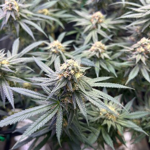 Fruity Pebbles 2.0 growlog timeline photo