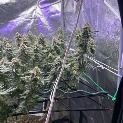Fruity Pebbles 2.0 growlog timeline photo