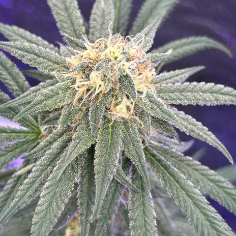 Fruity Pebbles 2.0 growlog timeline photo