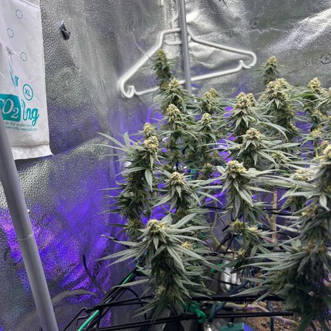 Fruity Pebbles 2.0 growlog timeline photo