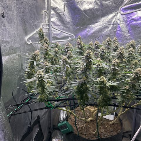 Fruity Pebbles 2.0 growlog timeline photo
