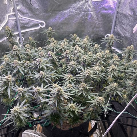 Fruity Pebbles 2.0 growlog timeline photo