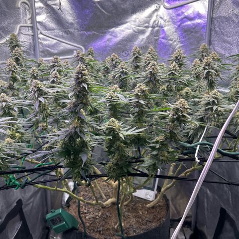 Fruity Pebbles 2.0 growlog timeline photo