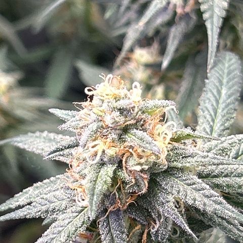Fruity Pebbles 2.0 growlog photo: Pic de Floraison active 😛✌️✌️🎉🎉