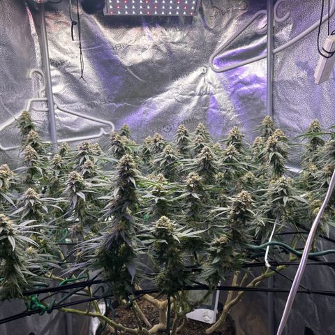 Fruity Pebbles 2.0 growlog photo: Pic de Floraison active 😛✌️✌️🎉🎉