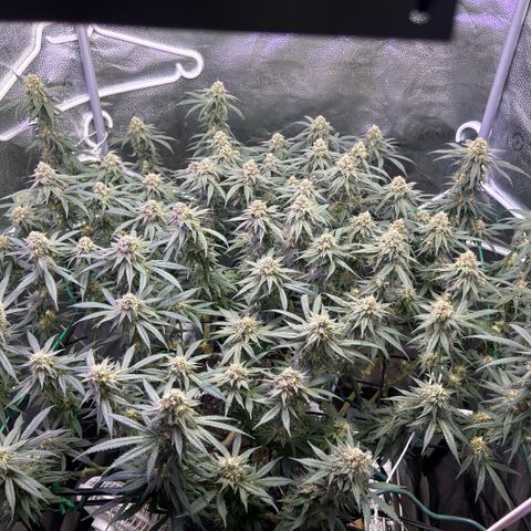Fruity Pebbles 2.0 growlog photo: Pic de Floraison active 😛✌️✌️🎉🎉