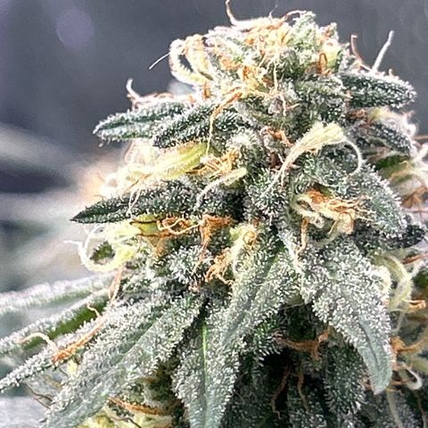 Fruity Pebbles 2.0 growlog photo: Pic de Floraison active 😛✌️✌️🎉🎉