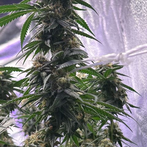 Fruity Pebbles 2.0 growlog photo: Pic de Floraison active 😛✌️✌️🎉🎉