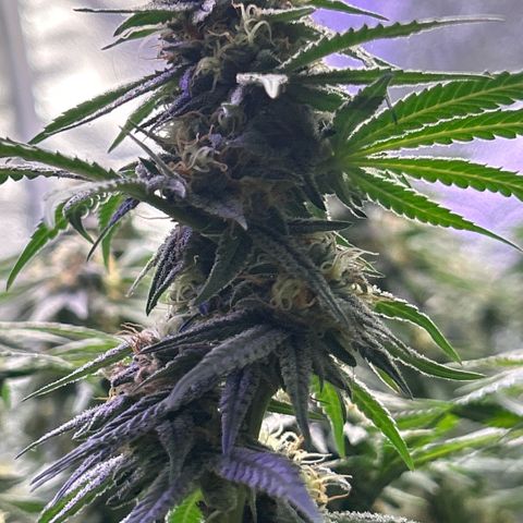 Fruity Pebbles 2.0 growlog photo: Pic de Floraison active 😛✌️✌️🎉🎉