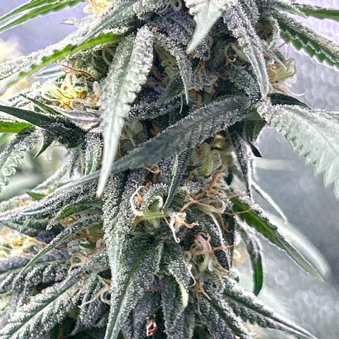 Fruity Pebbles 2.0 growlog photo: Pic de Floraison active 😛✌️✌️🎉🎉