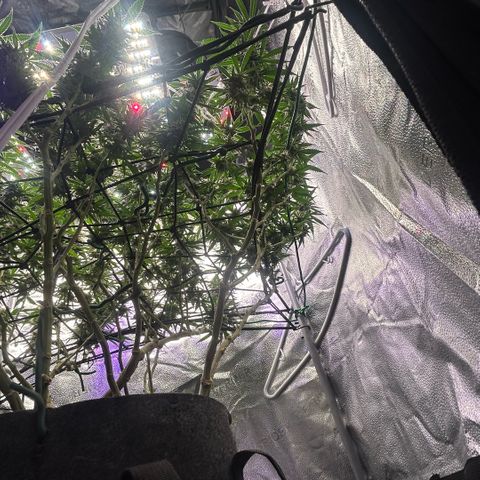 Fruity Pebbles 2.0 growlog timeline photo