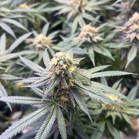 Fruity Pebbles 2.0 growlog timeline photo