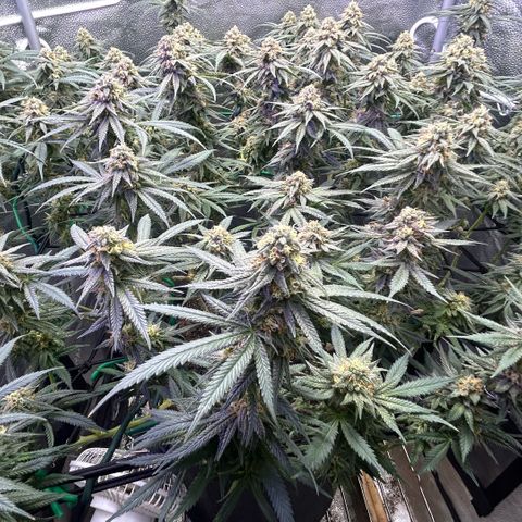 Fruity Pebbles 2.0 growlog timeline photo