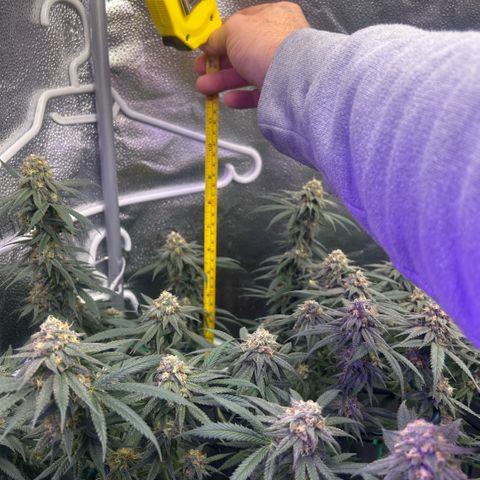 Fruity Pebbles 2.0 growlog timeline photo