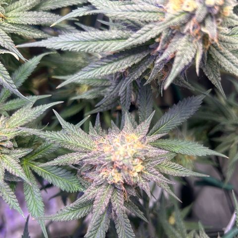 Fruity Pebbles 2.0 growlog timeline photo