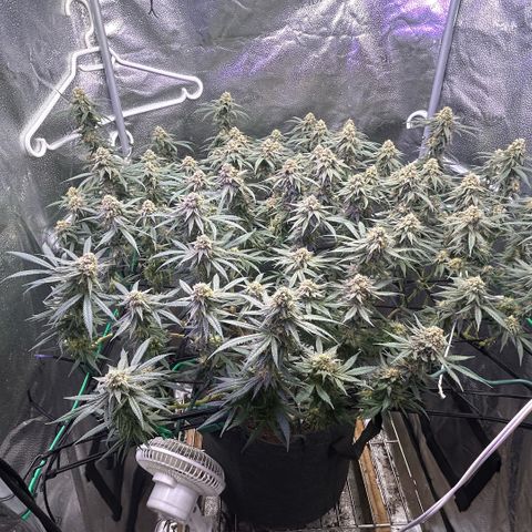 Fruity Pebbles 2.0 growlog timeline photo