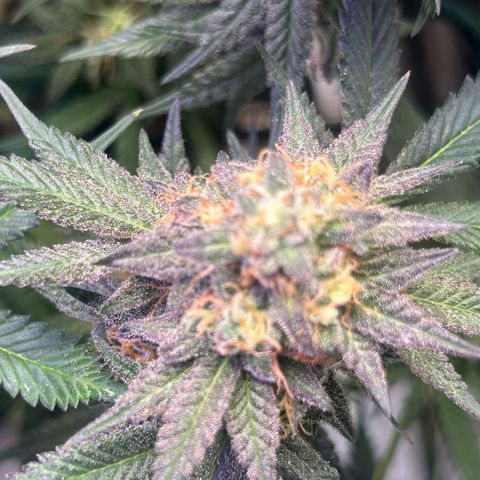 Fruity Pebbles 2.0 growlog timeline photo