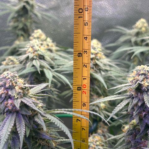 Fruity Pebbles 2.0 growlog timeline photo