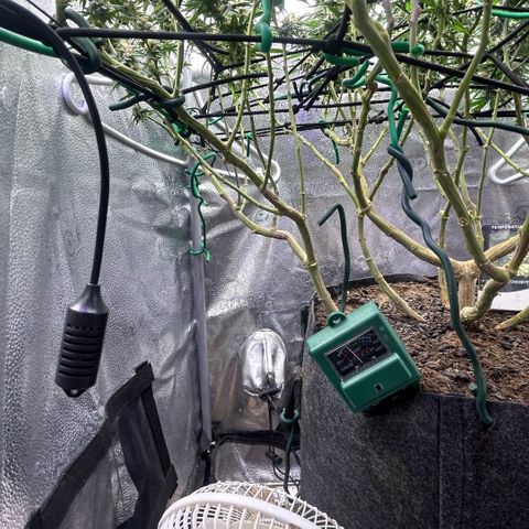 Fruity Pebbles 2.0 growlog timeline photo