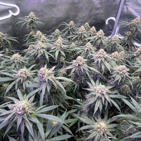 Fruity Pebbles 2.0 growlog timeline photo