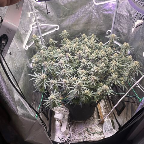 Fruity Pebbles 2.0 growlog timeline photo