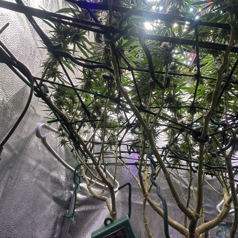 Fruity Pebbles 2.0 growlog timeline photo