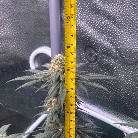 Fruity Pebbles 2.0 growlog timeline photo