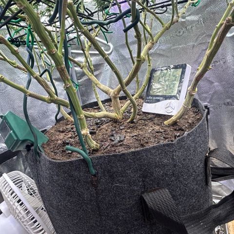Fruity Pebbles 2.0 growlog timeline photo