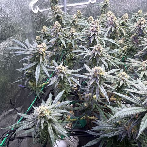 Fruity Pebbles 2.0 growlog timeline photo