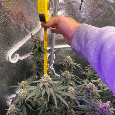 Fruity Pebbles 2.0 growlog timeline photo