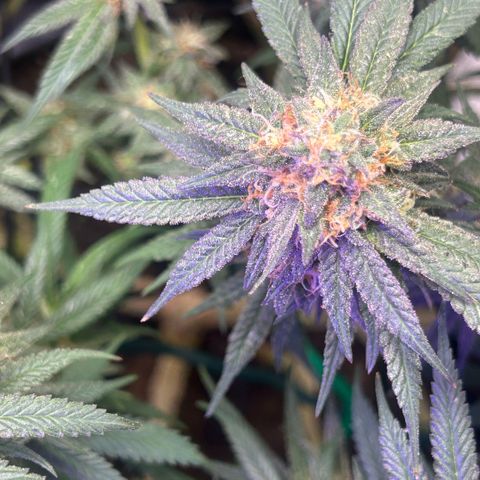 Fruity Pebbles 2.0 growlog timeline photo