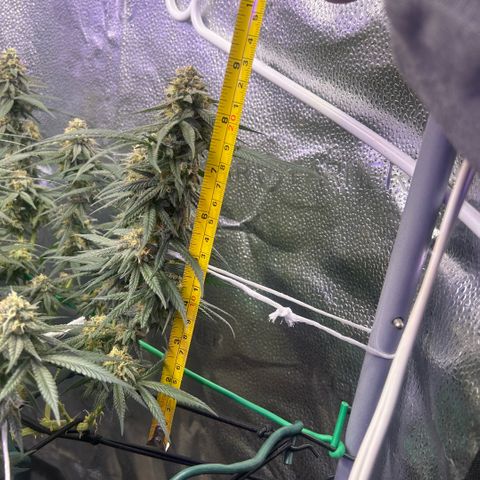 Fruity Pebbles 2.0 growlog timeline photo