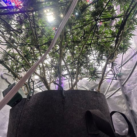 Fruity Pebbles 2.0 growlog timeline photo