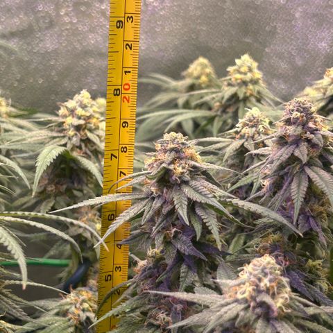 Fruity Pebbles 2.0 growlog timeline photo
