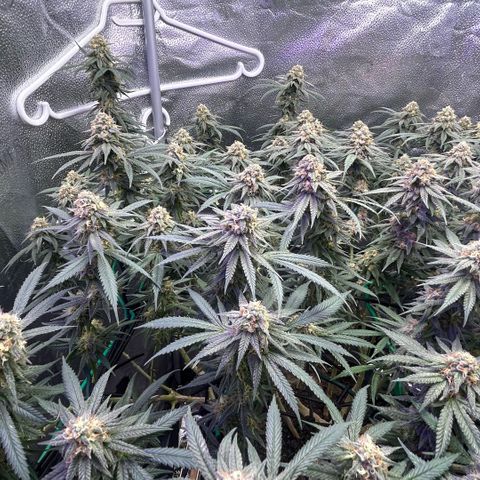 Fruity Pebbles 2.0 growlog timeline photo