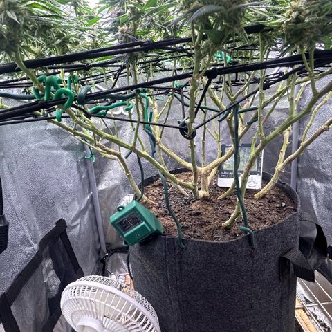 Fruity Pebbles 2.0 growlog timeline photo