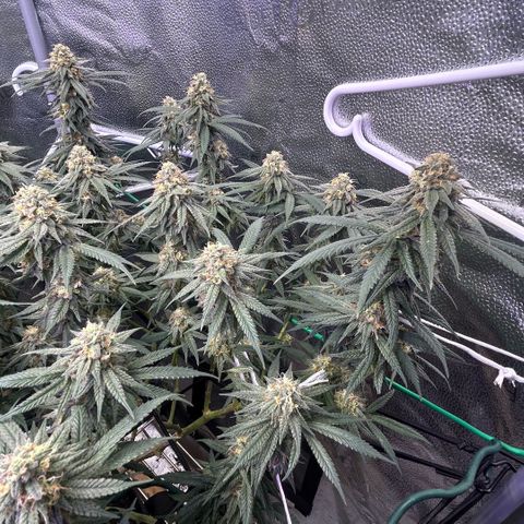 Fruity Pebbles 2.0 growlog timeline photo