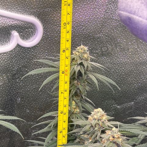 Fruity Pebbles 2.0 growlog timeline photo