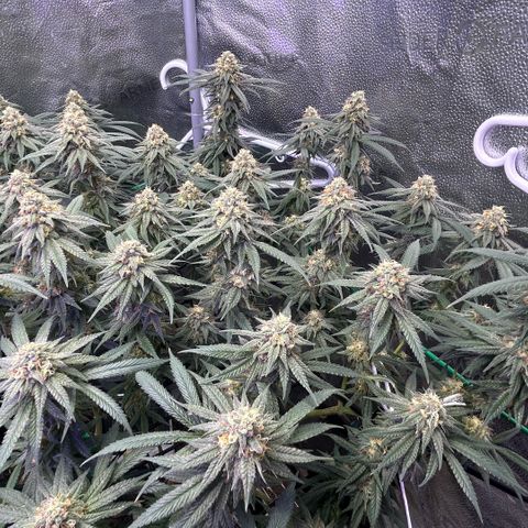 Fruity Pebbles 2.0 growlog timeline photo